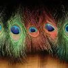 Hareline Dyed Peacock Eye Sticks Feathers & Marabou