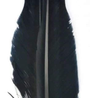 Nature's Spirit Goose Quills 4 Nature's Spirit Goose Quills