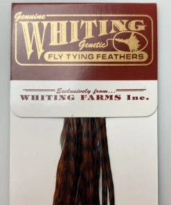 Whiting 100 Pack Dry Fly Hackle - Grizzly Dyed Coachman Brown - 12