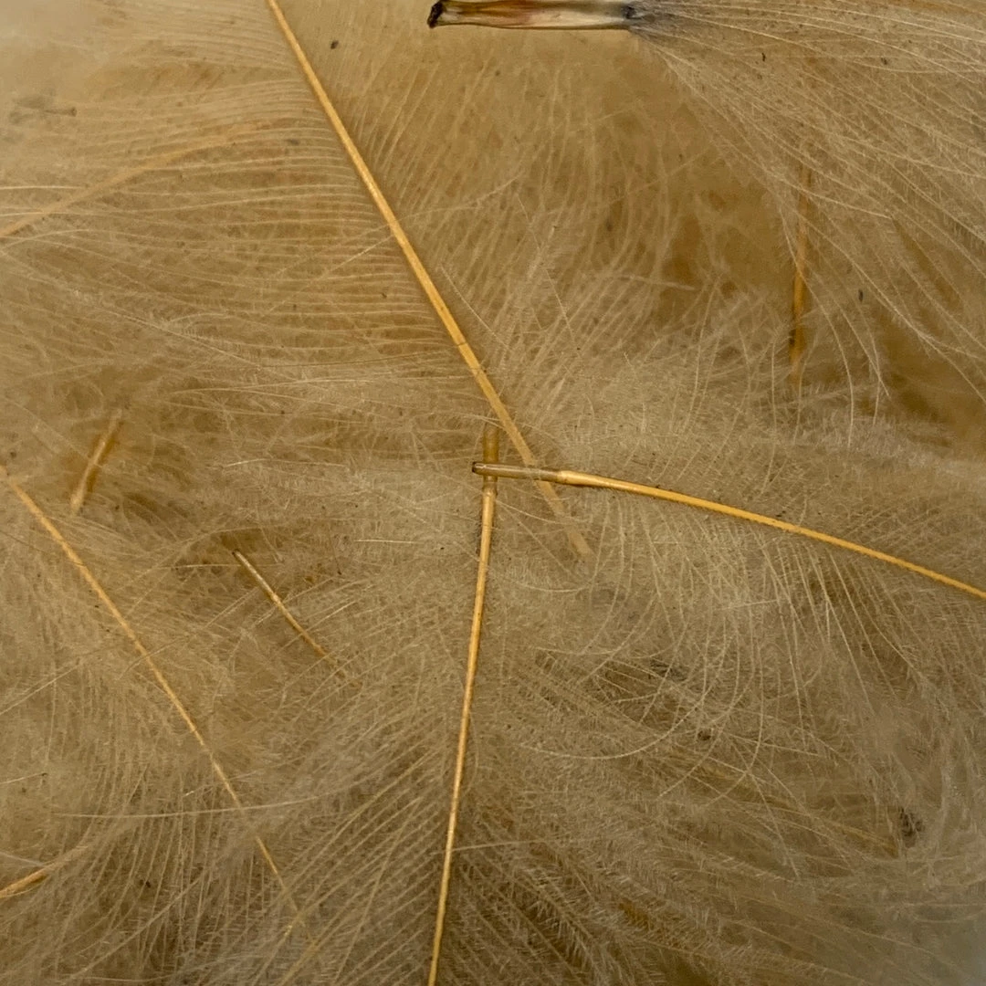 Nature's Spirit Feathers & Marabou Swiss CDC Super Select Grade 9 Nature's Spirit Feathers & Marabou Swiss CDC Super Select Grade