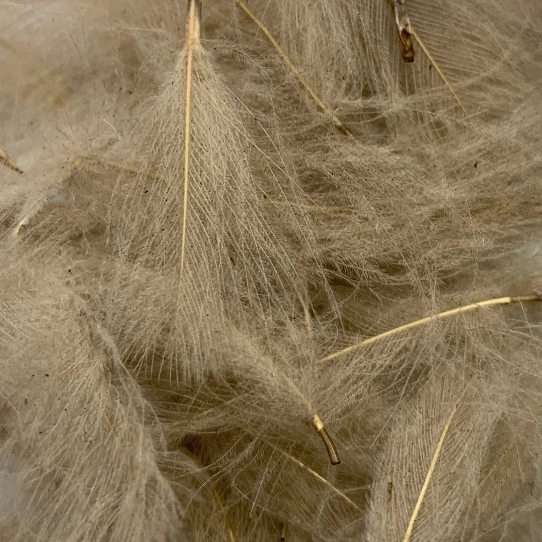 Nature's Spirit Feathers & Marabou Swiss CDC Super Select Grade 12 Nature's Spirit Feathers & Marabou Swiss CDC Super Select Grade