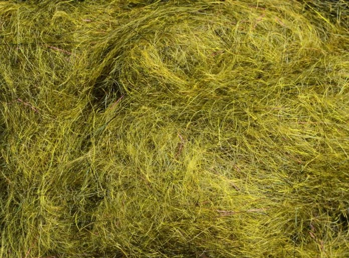 Rohmer Arizona Mega Simi Seal 4 Rohmer Arizona Mega Simi Seal