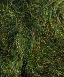 Rohmer Arizona Mega Simi Seal 75 Rohmer Arizona Mega Simi Seal