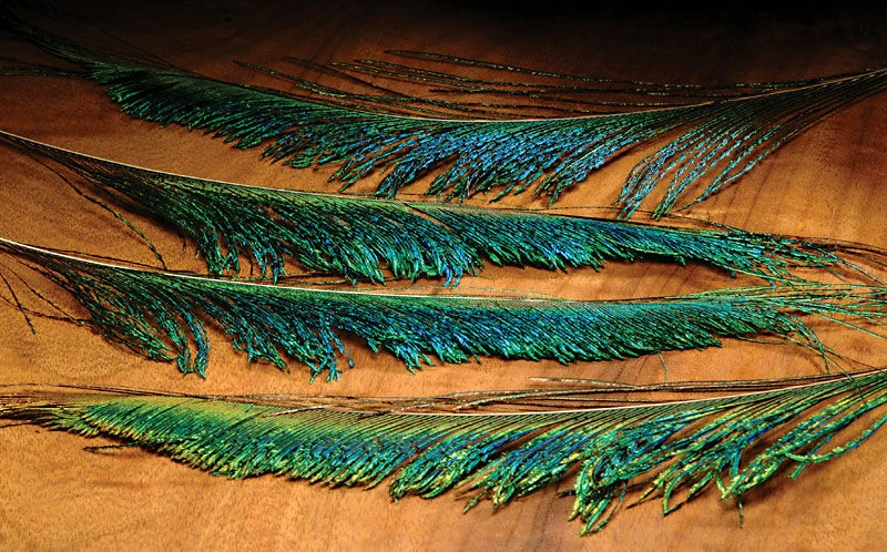 Hareline Peacock Swords Feathers & Marabou 3 Hareline Peacock Swords Feathers & Marabou