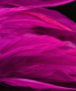 Nature's Spirit Hackle Fish Hunter Select Schlappen 77 Nature's Spirit Hackle Fish Hunter Select Schlappen