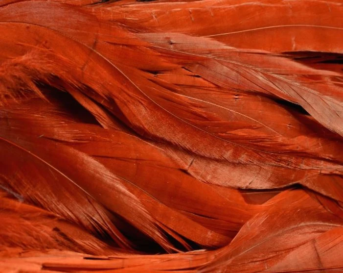 Nature's Spirit Hackle Fish Hunter Select Schlappen 36 Nature's Spirit Hackle Fish Hunter Select Schlappen